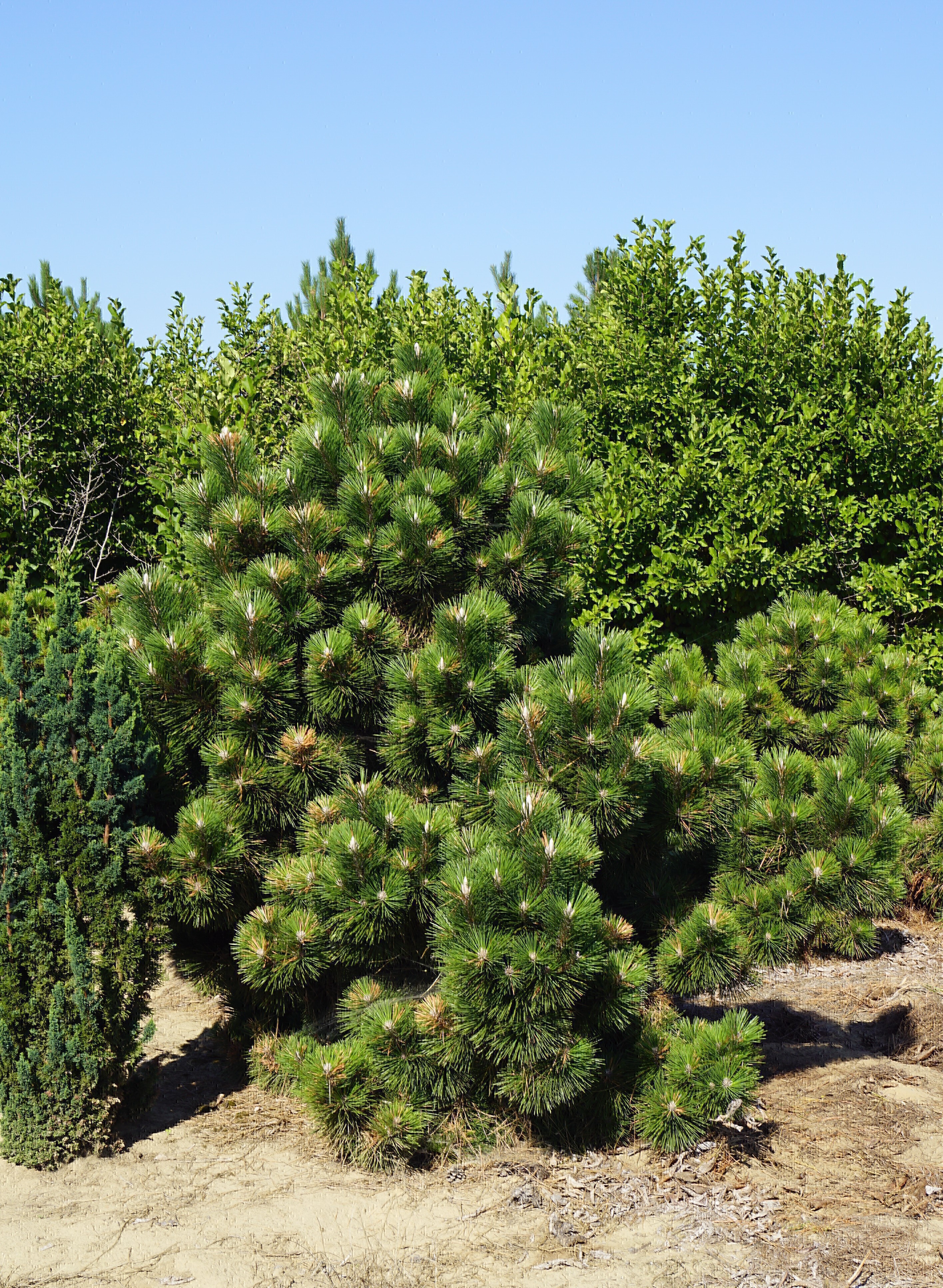 Pinus thunbergii 'Thunderhead' (1)-1